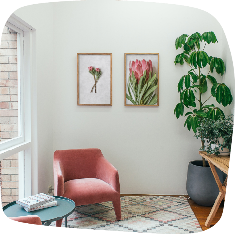 pink venus protea wall art print, botanical floral decor, digital wall art, printable art, UK, England, United Kingdom pink venus protea wall art print, botanical floral decor, digital wall art, printable art, UK, England, United Kingdom